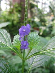Stachytarpheta indica