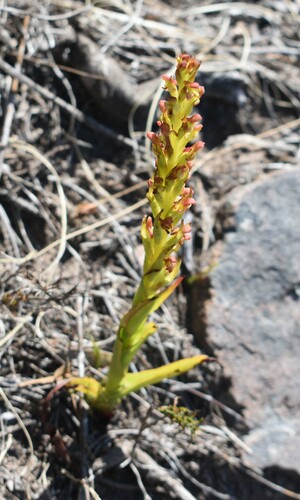 Image of Disa densiflora by (c) Justin Ponder, some rights reserved (CC BY)