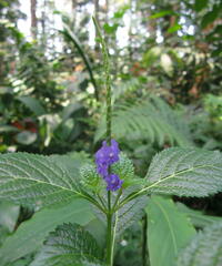Stachytarpheta indica