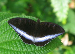 Tanaecia