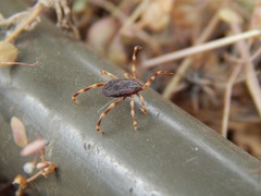 Hyalomma