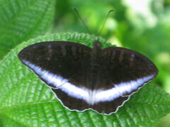 Tanaecia