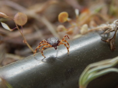 Hyalomma
