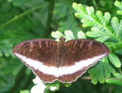Tanaecia