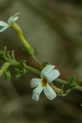 Chaenostoma hispidum
