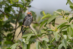 Cecropis abyssinica