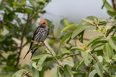 Cecropis abyssinica