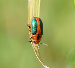 Calomela curtisi