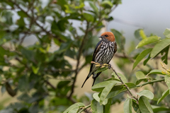 Cecropis abyssinica
