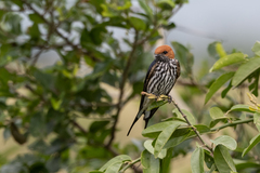Cecropis abyssinica