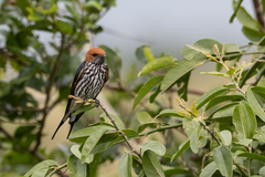 Cecropis abyssinica