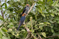 Cecropis abyssinica