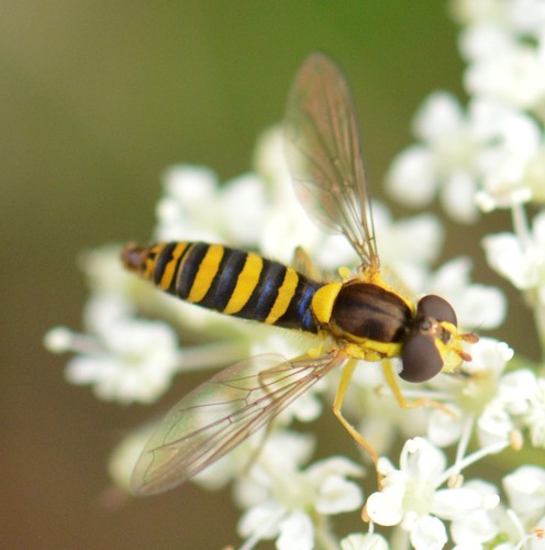 Sphaerophoria nuotrauka