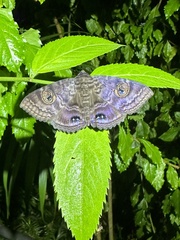 Speiredonia spectans