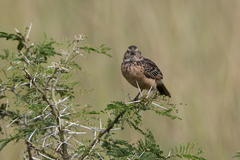 Mirafra rufocinnamomea