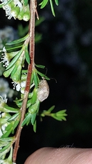 Drepanacra binocula