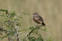 Mirafra rufocinnamomea