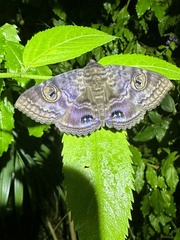 Speiredonia spectans