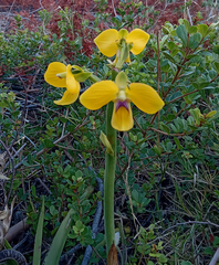 Eulophia speciosa