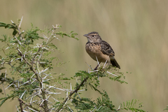 Mirafra rufocinnamomea