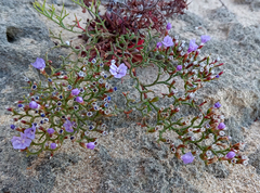 Limonium scabrum