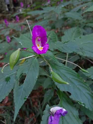 Impatiens bisaccata