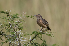 Mirafra rufocinnamomea