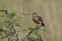 Mirafra rufocinnamomea