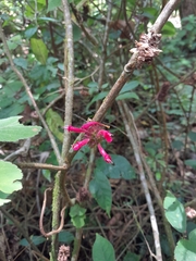 Hypoestes