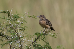 Mirafra rufocinnamomea