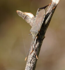 Amorbini