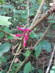 Hypoestes