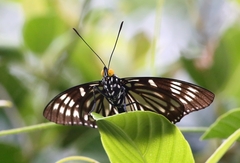 Euripus nyctelius