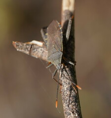 Amorbini