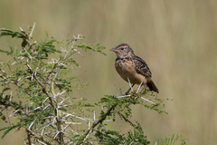 Mirafra rufocinnamomea
