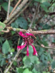 Hypoestes