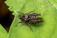 Thoradonta nodulosa
