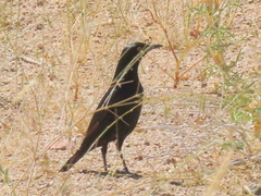 Onychognathus nabouroup