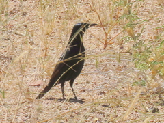 Onychognathus nabouroup