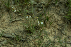 Chaenostoma hispidum