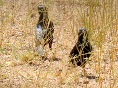 Onychognathus nabouroup