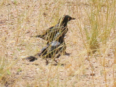 Onychognathus nabouroup