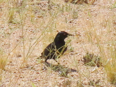 Onychognathus nabouroup