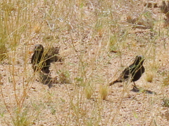 Onychognathus nabouroup