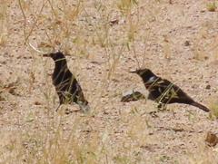 Onychognathus nabouroup