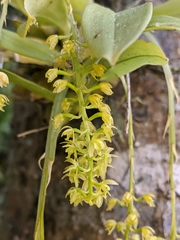 Liparis elliptica