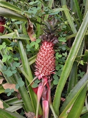 Ananas