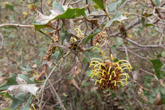 Grevillea dryophylla