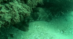 Orectolobus maculatus