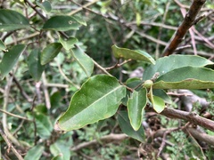 Elaeagnus thunbergii